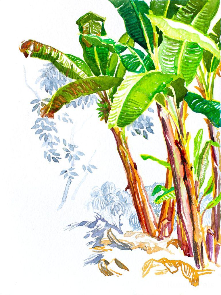 Kolumbien Bananenpflanzen